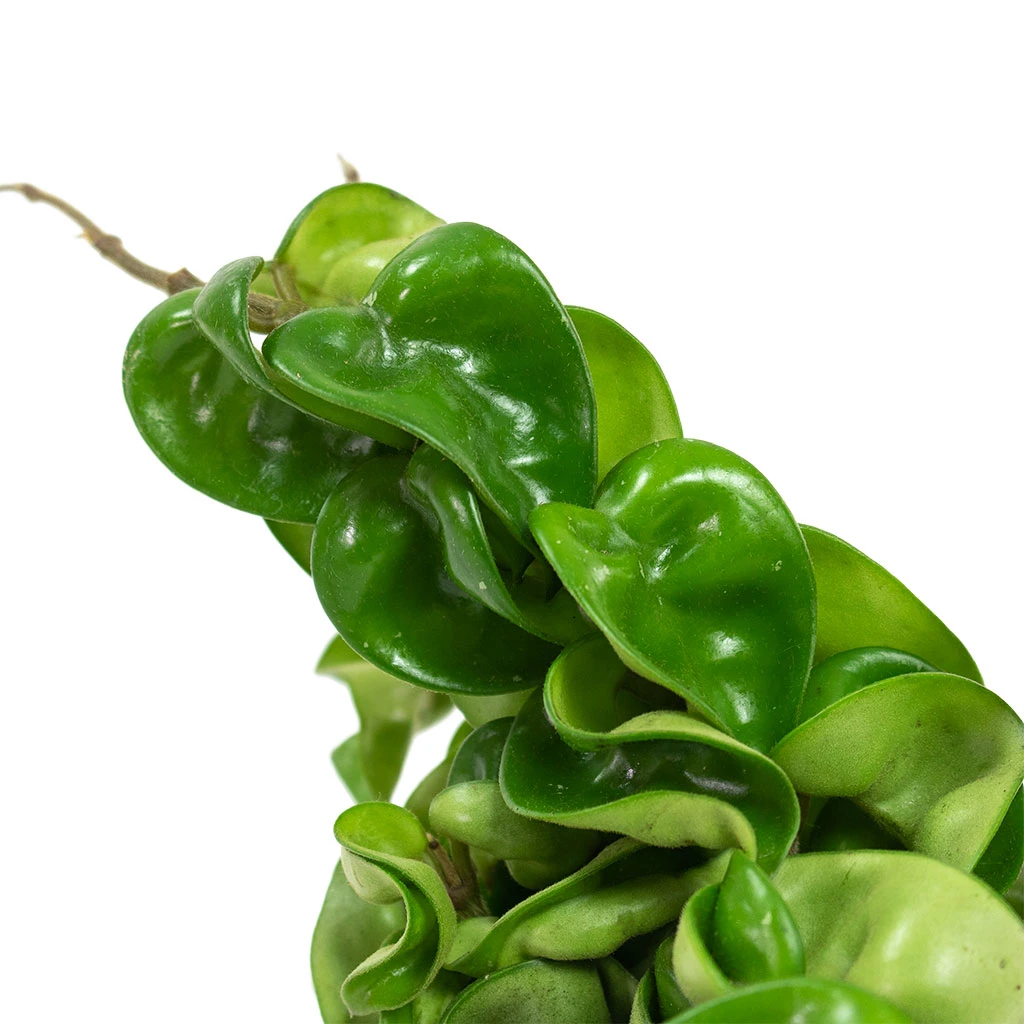 Hoya Carnosa Compacta - Rope Plant 4 Hoya Carnosa Compacta - Rope Plant - Image 2