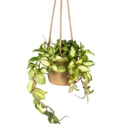 Hoya Carnosa Tricolor - Wax Plant 22 Hoya Carnosa Tricolor - Wax Plant -Indoor Plants Store Hoya carnosa Tricolor Wax Plant 12x20cm Igmar Hanging Plant Basket Natural 17x14cm