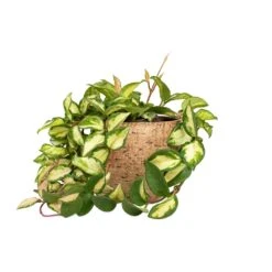 Hoya Carnosa Tricolor - Wax Plant 20 Hoya Carnosa Tricolor - Wax Plant -Indoor Plants Store Hoya carnosa Tricolor Wax Plant 12x20cm Karlijn Plant Pot Camel 18x16cm