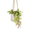 Hoya Carnosa Tricolor - Wax Plant 1 Hoya Carnosa Tricolor - Wax Plant -Indoor Plants Store Hoya carnosa Tricolor Wax Plant 12x20cm Patt Hanging Plant Pot Grey Washed 17x14cm