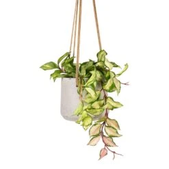Patt Hanging Plant Pot - Grey Washed -Indoor Plants Store Hoya carnosa Tricolor Wax Plant 12x20cm Patt Hanging Plant Pot Grey Washed 17x14cm ee4d3ed1 3046 4f3b abc3 e7eeb2e20dad