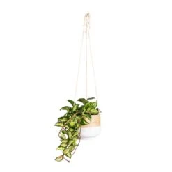Hoya Carnosa Tricolor - Wax Plant 26 Hoya Carnosa Tricolor - Wax Plant -Indoor Plants Store Hoya carnosa Tricolor Wax Plant 14x25cm Bamboo Hanging Plant Pot White 16x16cm
