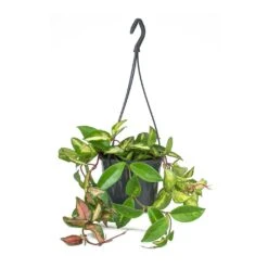 Hoya Carnosa Tricolor - Wax Plant 17 Hoya Carnosa Tricolor - Wax Plant -Indoor Plants Store Hoya carnosa Tricolor Wax Plant