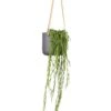 Hoya Linearis - Linear Porcelain Plant -Indoor Plants Store Hoya linearis Linear Porcelain Plant 14x40cm Charlie Hanging Plant Pot Black Washed 18x18cm