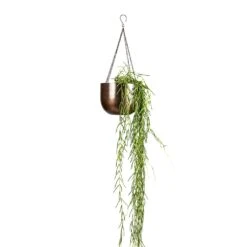 Mayfair Hanging Plant Pot - Mocha 16 Mayfair Hanging Plant Pot - Mocha -Indoor Plants Store Hoya linearis Linear Porcelain Plant 14x40cm Mayfair Hanging Plant Pot Mocha 21x16cm a4633362 8240 4dd6 a42f 819f23eb26c3
