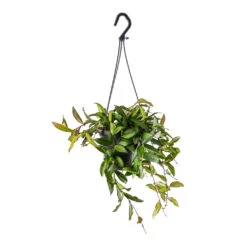 Hoya Rosita - Tropical Wax Plant -Indoor Plants Store Hoya rosita Tropical Wax Plant 14x20cm