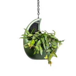 Gradient Hanging Cocoon - Matt Forest -Indoor Plants Store Hoya rosita Tropical Wax Plant 14x20cm Gradient Hanging Cocoon Matt Forest 20x24cm 2 c76dc3af 483d 4e2c a656 49aac75c48c0
