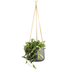 Hoya Rosita - Tropical Wax Plant -Indoor Plants Store Hoya rosita Tropical Wax Plant 14x20cm Patt Hanging Plant Pot Black Washed 20x17cm