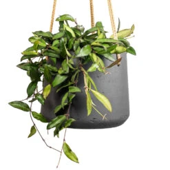 Patt Hanging Plant Pot - Black Washed -Indoor Plants Store Hoya rosita Tropical Wax Plant 14x20cm Patt Hanging Plant Pot Black Washed 20x17cm 2 3eda383f 9f22 4ad1 8f1c 7322bdff5e92