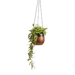 Mya Hanging Planter - Shiny Mocha 15 Mya Hanging Planter - Shiny Mocha -Indoor Plants Store Hoya wayetii Tricolor Wax Plant 14x30cm Mya Hanging Planter Shiny Mocha 18x16cm