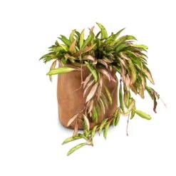 Hoya Wayetii Tricolor - Wax Plant -Indoor Plants Store Hoya wayetii Tricolor Wax Plant 14x40cm Juna Plant Basket Cognac 17x17cm