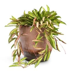Hoya Wayetii Tricolor - Wax Plant -Indoor Plants Store Hoya wayetii Tricolor Wax Plant 14x40cm Linn Plant Pot Mink 17x17cm