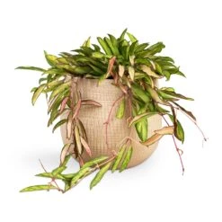 Ryan Plant Pot - Sand Gold -Indoor Plants Store Hoya wayetii Tricolor Wax Plant 14x40cm Ryan Plant Pot Sand Gold 18x16cm 39d8aebb 32ae 4d6e b7d1 23f87bb4c47f