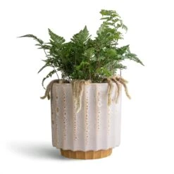 Humata Tyermannii - White Rabbit's Foot Fern 15 Humata Tyermannii - White Rabbit's Foot Fern -Indoor Plants Store Humata tyermannii White Rabbit s Foot Fern 12x20cm Lugano Scalloped Plant Pot Mustard 16x16cm