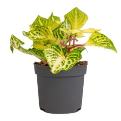 Iresine Herbstii Rich Goldstar - Yellow Bloodleaf 8 Iresine Herbstii Rich Goldstar - Yellow Bloodleaf -Indoor Plants Store Iresine herbstii Goldstar Yellow Bloodleaf 13cm
