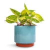 Iresine Herbstii Rich Goldstar - Yellow Bloodleaf 1 Iresine Herbstii Rich Goldstar - Yellow Bloodleaf -Indoor Plants Store Iresine herbstii Goldstar Yellow Bloodleaf 13cm Malibu Plant Pot Blue 17x15cmcopy
