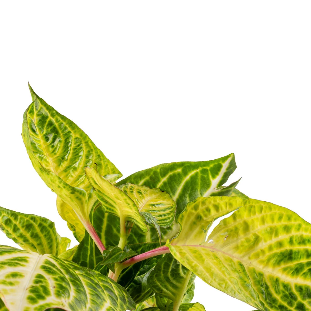 Iresine Herbstii Rich Goldstar - Yellow Bloodleaf 4 Iresine Herbstii Rich Goldstar - Yellow Bloodleaf - Image 2