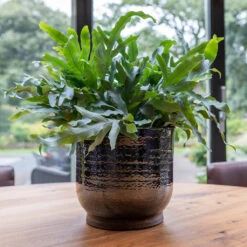 Jayla Plant Pot - Espresso -Indoor Plants Store Jayla Espresso 1