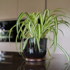 Jayla Plant Pot - Espresso -Indoor Plants Store Jayla Espresso 3