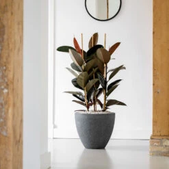 Jesslyn Granite Planter - Midnight Black -Indoor Plants Store Jesslyn Granite Planter Midnight Black Lifestyle 2