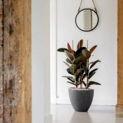 Jesslyn Granite Planter - Midnight Black -Indoor Plants Store Jesslyn Granite Planter Midnight Black Lifestyle 3