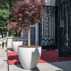 Jesslyn Refined Planter - Natural White -Indoor Plants Store Jesslyn Refined Planter Natural White Entrance Planter