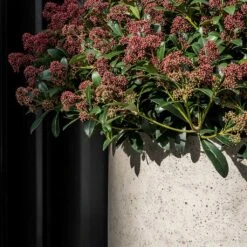 Jumbo Charlie Planter - Stone Washed -Indoor Plants Store Jumbo Charlie Planter Stone Washed Close Up