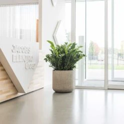 Jumbo Charlie Planter - Stone Washed -Indoor Plants Store Jumbo Charlie Planter Stone Washed Office Reception Planter