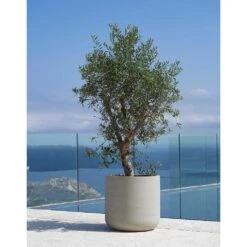 Jumbo Charlie Planter - Stone Washed -Indoor Plants Store Jumbo Charlie Planter Stone Washed Olive Tree