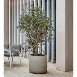 Jumbo Charlie Planter - Stone Washed -Indoor Plants Store Jumbo Charlie Planter Stone Washed Olive Tree Patio