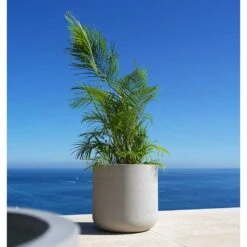 Jumbo Charlie Planter - Stone Washed -Indoor Plants Store Jumbo Charlie Planter Stone Washed Palm Tree