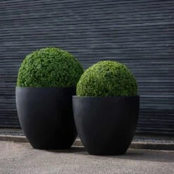 Jumbo Jesslyn Natural Planter - Black -Indoor Plants Store Jumbo Jesslyn Natural Planters Black Topiary Box Balls