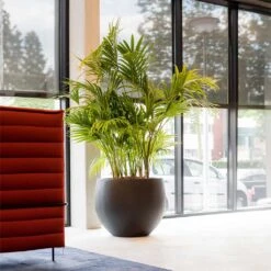 Jumbo Orb Natural Orb Planter - Black 12 Jumbo Orb Natural Orb Planter - Black -Indoor Plants Store Jumbo Orb Natural Orb Planter Black Kentia Palm fff74497 414d 4847 8a48 48dbd3cf1160