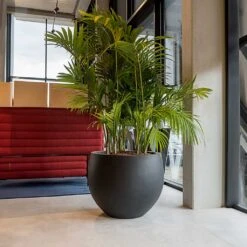 Jumbo Orb Natural Orb Planter - Black 15 Jumbo Orb Natural Orb Planter - Black -Indoor Plants Store Jumbo Orb Natural Orb Planter Black Office Palm