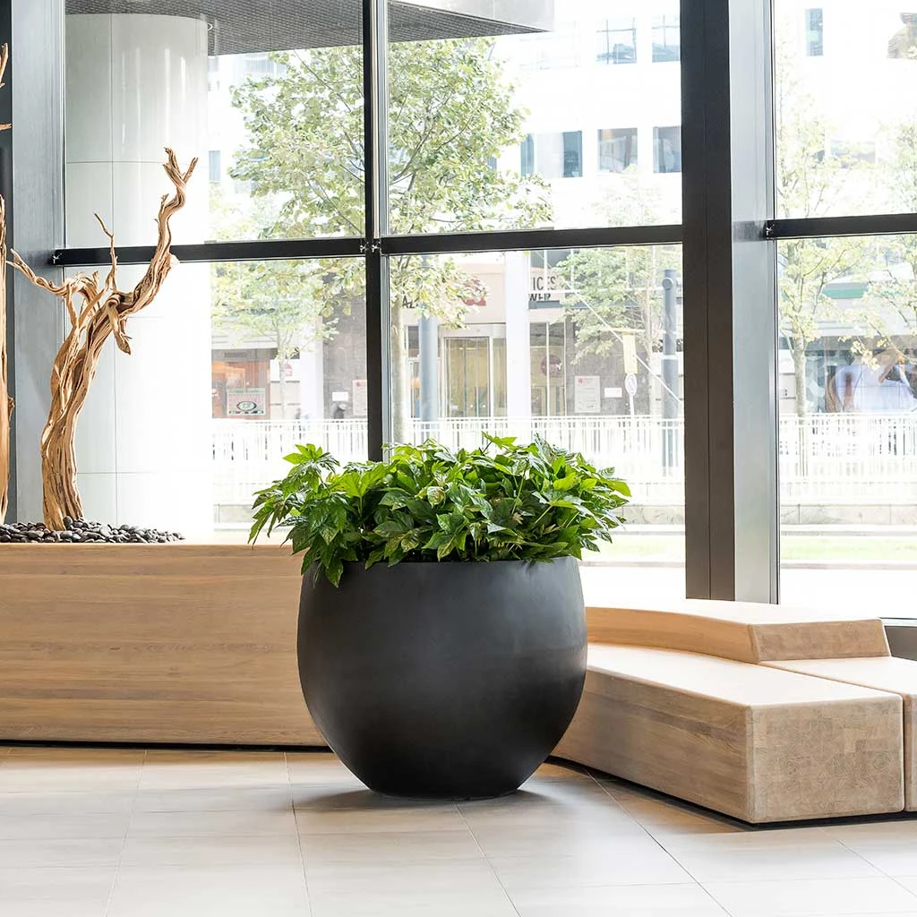 Jumbo Orb Natural Orb Planter - Black 7 Jumbo Orb Natural Orb Planter - Black - Image 5