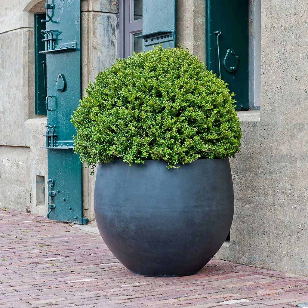 Jumbo Orb Natural Orb Planter - Black 6 Jumbo Orb Natural Orb Planter - Black - Image 4