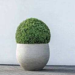 Jumbo Orb Planter - Stone Washed -Indoor Plants Store Jumbo Orb Planter Stone Washed Topiary Box Hedge