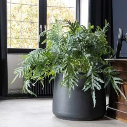 Jumbo Patt Natural Planter - Black -Indoor Plants Store Jumbo Patt Natural Planter Black Philodendron Indoor Plant