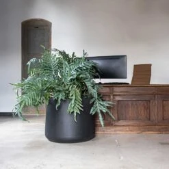 Jumbo Patt Natural Planter - Black -Indoor Plants Store Jumbo Patt Natural Planter Black Reception Planter