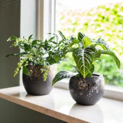 Kae Plant Pot - Mocha -Indoor Plants Store Kae Plant Pots Mocha Houseplants