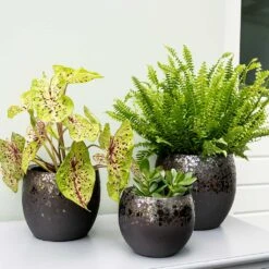 Kae Plant Pot - Mocha -Indoor Plants Store Kae Plant Pots Mocha Indoor Plants