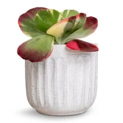 Kalanchoe Luciae Fantastic - Paddle Plant -Indoor Plants Store Kalanchoe luciae Fantastic Paddle Plant 12x25cm Duncan Plant Pot Cement 17x16cm