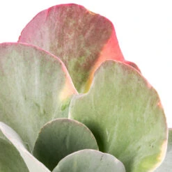 Kalanchoe Luciae Fantastic - Paddle Plant -Indoor Plants Store Kalanchoe luciae Fantastic Paddle Plant SWATCH
