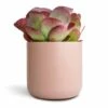 Kalanchoe Thyrsiflora - Paddle Plant -Indoor Plants Store Kalanchoe thyrsiflora Paddle Plant 12x25cm Lisbon Plant Pot Pink Clay 15x15cm 2