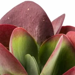 Indoor Plants Store -Indoor Plants Store Kalanchoe thyrsiflora Paddle Plant 6bc09add 2e91 448a b45d 14c408e92be7