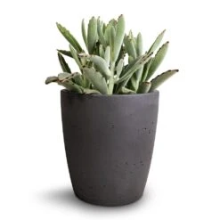 Gerben Plant Pot - Black Washed -Indoor Plants Store Kalanchoe tomentosa Panda Plant 12x25cm Gerben Plant Pot Black Washed 15x16cm 3fedd242 a13e 4e84 ab9e 1630182540ce