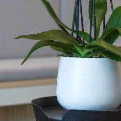 Kevan Essentials Plant Pot - Matt White -Indoor Plants Store Kevan Plant Pot Matt White Close Up