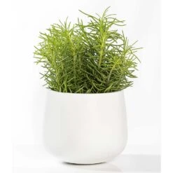 Kevan Essentials Plant Pot - Matt White -Indoor Plants Store Kevan Plant Pot Matt White Houseplant