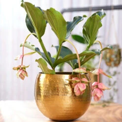Kody Metal Plant Pots - Set Of 3 - Large - Gold -Indoor Plants Store Kody Metal Plant Pots Set of 2 Small Gold Lifestyle 02 c446cf52 5828 483a b7f1 16895f1c1bb7