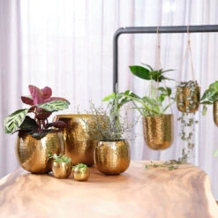 Kody Metal Plant Pots - Set Of 3 - Large - Gold -Indoor Plants Store Kody Metal Plant Pots Set of 2 Small Gold Lifestyle 03 bf2f59c4 923f 4f0e a93b e51472cb34a5